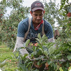 Orchard worker harvesting fruit
