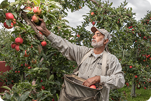 Orchard worker